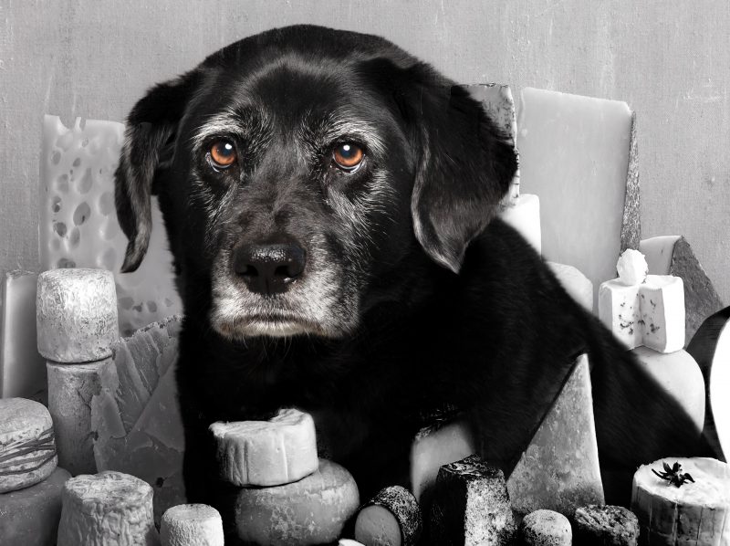 Portrait de chien labrador parmi des blocs de fromages