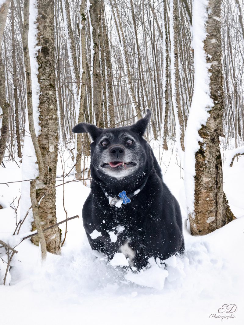 Un chien Labrador court dans la neige au milieu d'une forêt