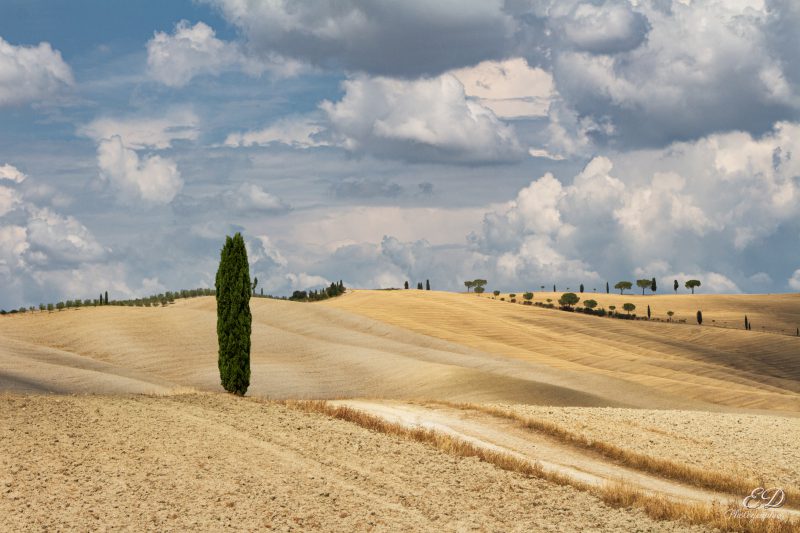 Vue d'un cyprès dans un champs agricole en toscane