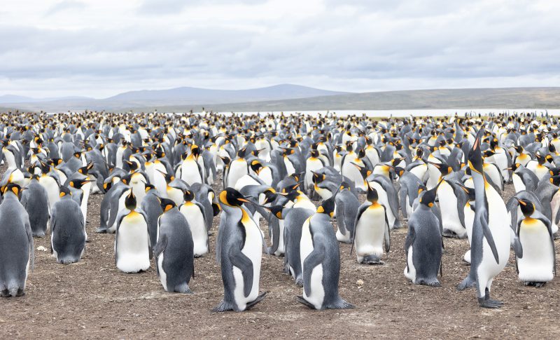 Colonie de manchots empereurs