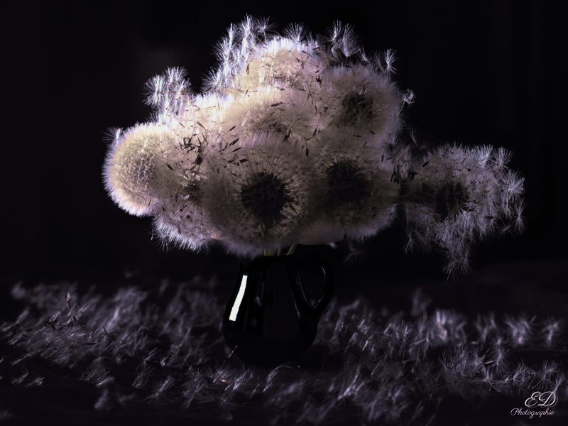 Fleurs de Pissenlits blancs