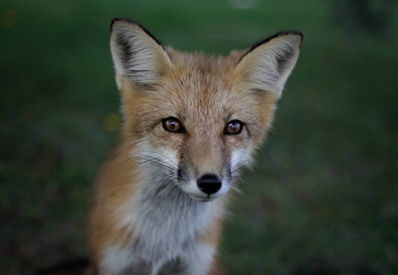 Jeune renard au regard perçant