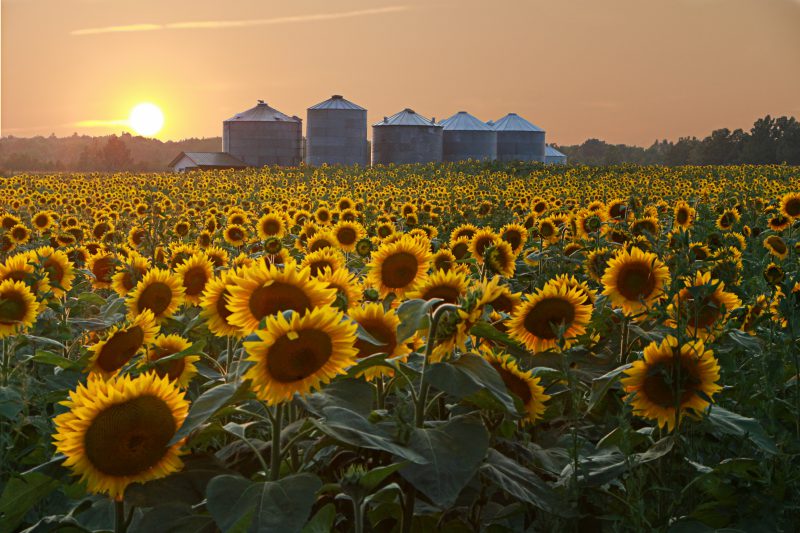 Champ de tournesol au couché du soleil