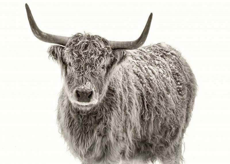 Gros plan de Vache Highland sur fond blanc