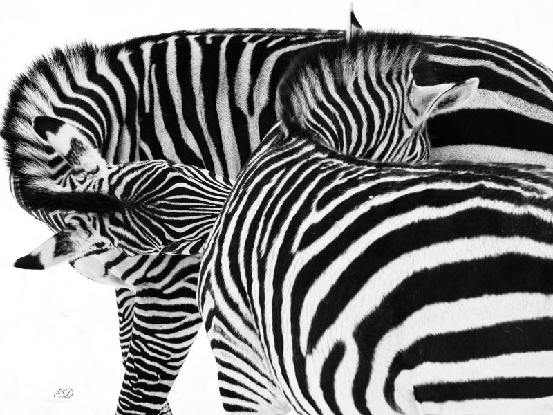 Deux zèbres sur fond blanc